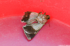 Melipotis famelica