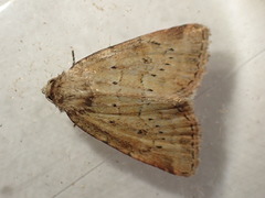 Photedes minima