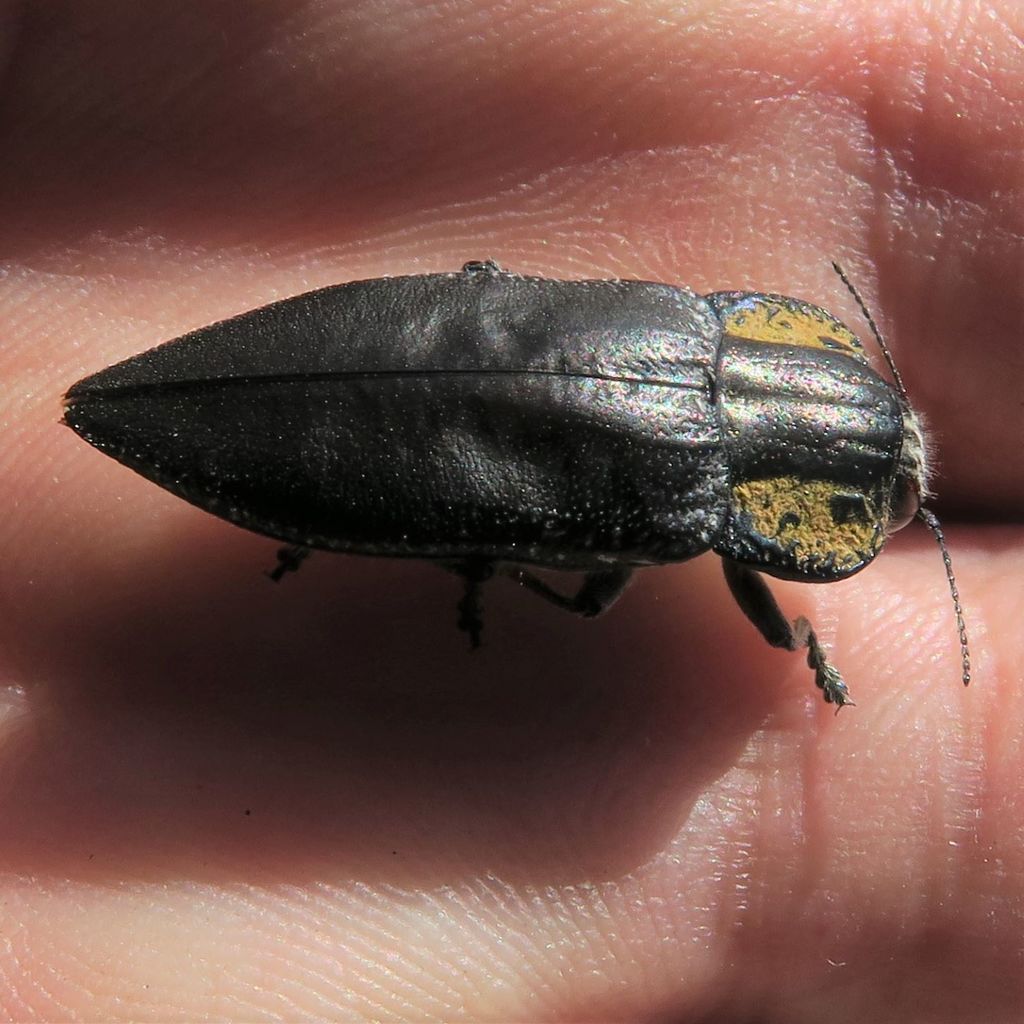 Embrikillium