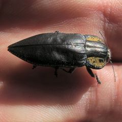 Embrikillium patricium