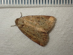 Photedes minima