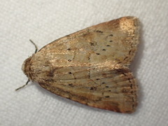 Photedes minima