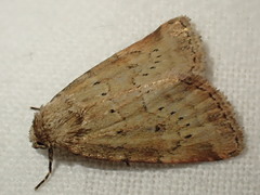 Photedes minima