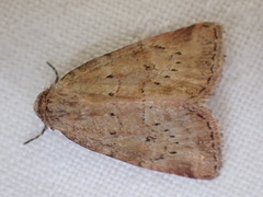 Photedes minima