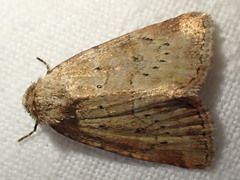 Photedes minima