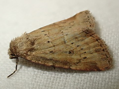 Photedes minima