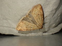 Photedes minima