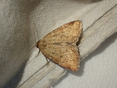 Photedes minima