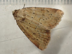Photedes minima