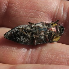 Embrikillium patricium