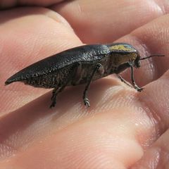 Embrikillium patricium
