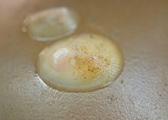 Lepeta concentrica