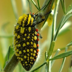 Julodis sulcicollis