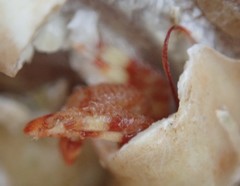 Discorsopagurus schmitti