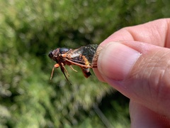 Yoyetta spectabilis