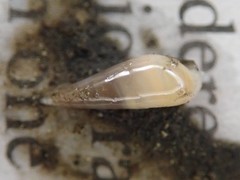 Melanella micans