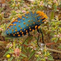 Julodis viridipes