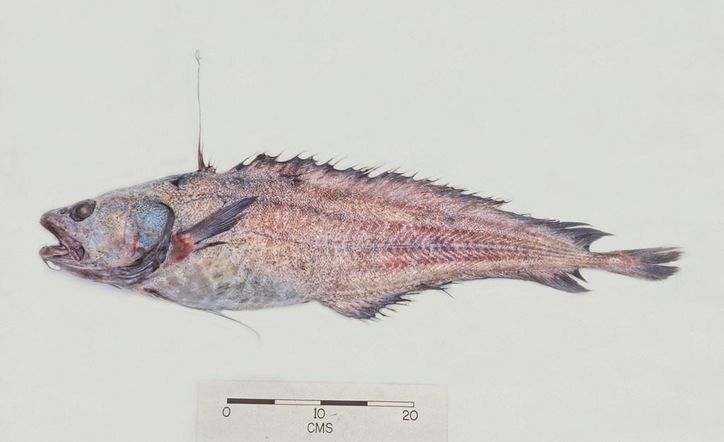 Giant Cod