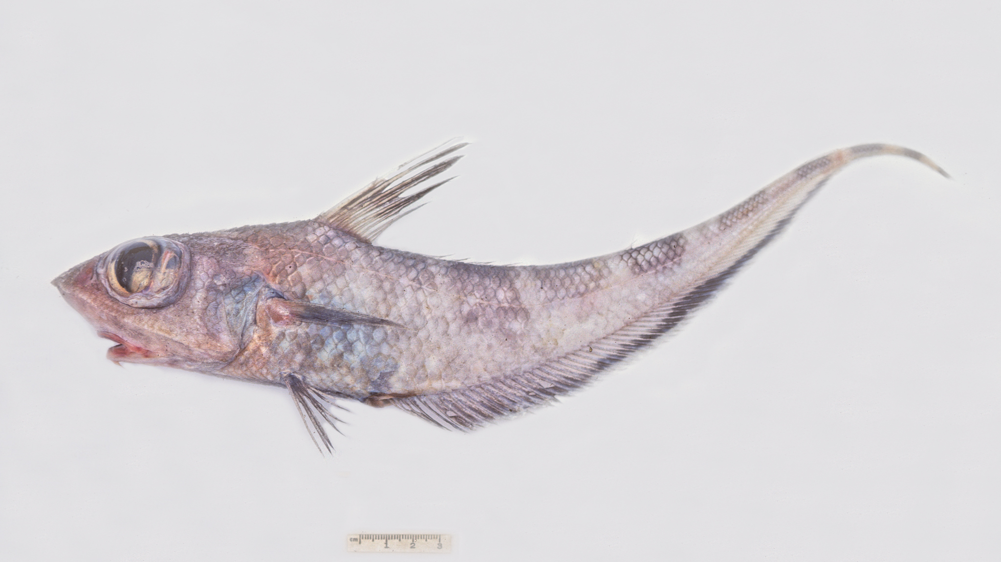 Dark Banded Rattail photo 2