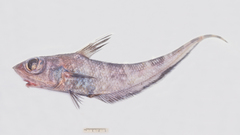 Dark Banded Rattail photo 1
