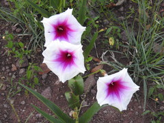 Ipomoea longifolia