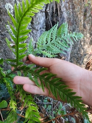 Pteris carsei