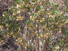 Dodonaea viscosa spatulata