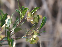 Dodonaea viscosa spatulata
