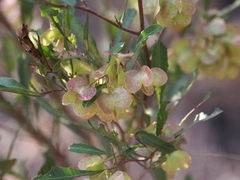Dodonaea viscosa spatulata