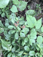 Sedum oxypetalum
