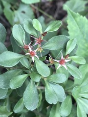 Sedum oxypetalum