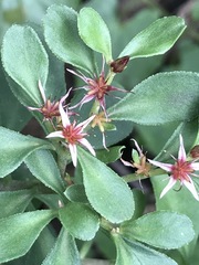 Sedum oxypetalum