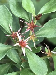 Sedum oxypetalum