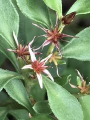 Sedum oxypetalum