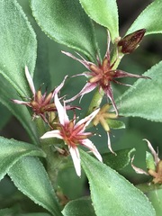 Sedum oxypetalum