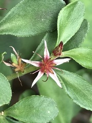 Sedum oxypetalum