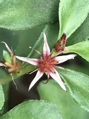 Sedum oxypetalum