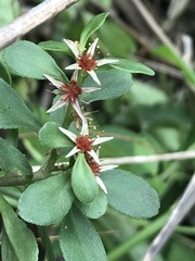 Sedum oxypetalum