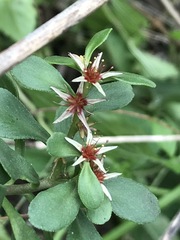 Sedum oxypetalum