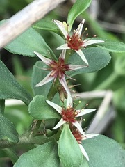 Sedum oxypetalum