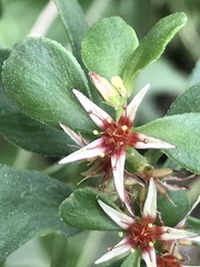 Sedum oxypetalum