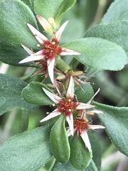 Sedum oxypetalum