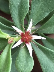 Sedum oxypetalum