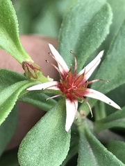 Sedum oxypetalum