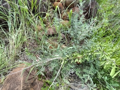 Indigofera verrucosa