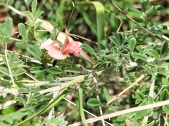 Indigofera verrucosa
