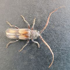 Crinarnoldius maculatus