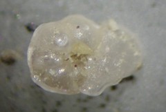 Gavelinopsis isabelleana