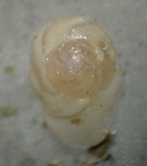 Gavelinopsis isabelleana