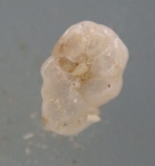 Gavelinopsis isabelleana
